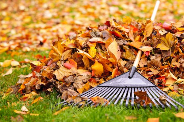 Leaves Removal in Ventura