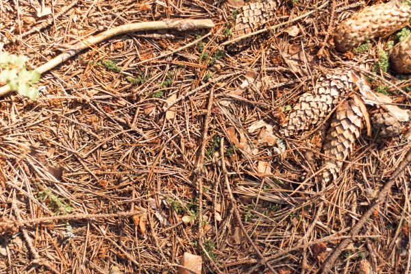 Pine Needles Removal in Ventura