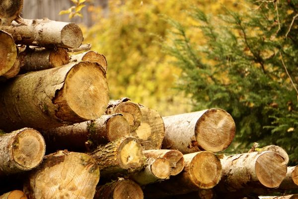 Wood Pile Removal in Ventura