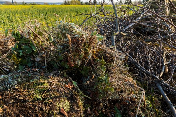 Brush Disposal in Ventura