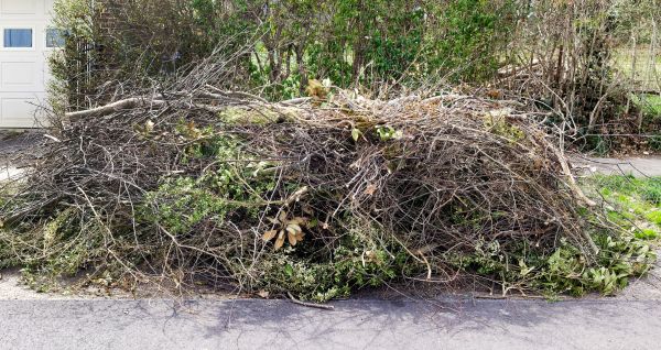 Tree Limb Cleanup in Ventura