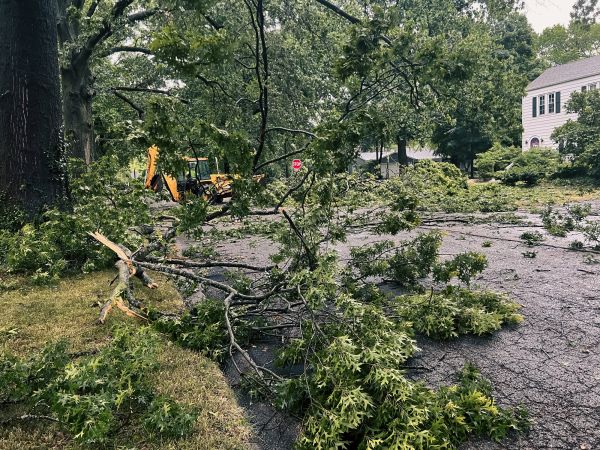 Tree Branch Disposal in Ventura