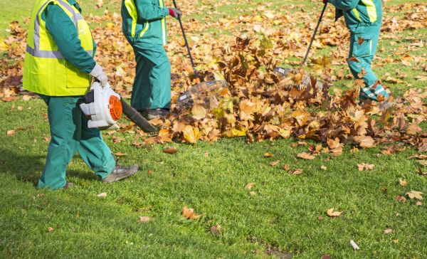 Leaf Maintenance in Ventura
