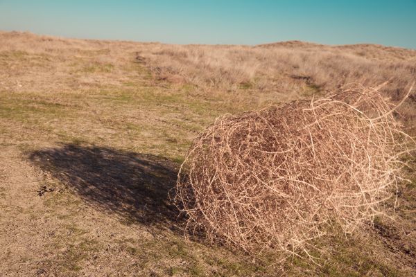 Tumbleweed Removal in Ventura