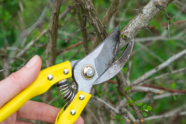 Limbs Removal in Ventura