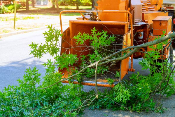 Tree Branches Removal in Ventura