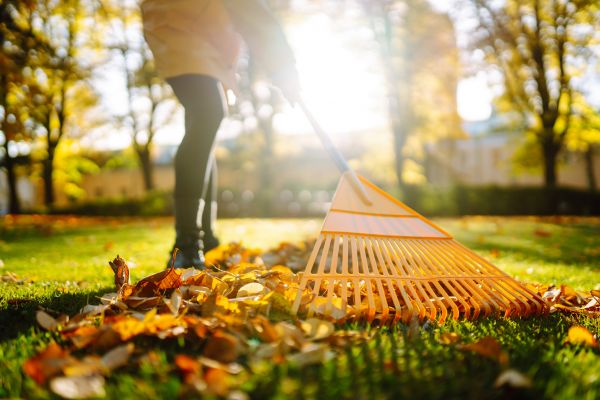 Leaves Raking in Ventura
