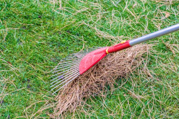 Yard Raking in Ventura