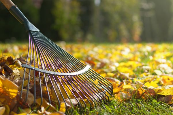 Seasonal Lawn Maintenance in Ventura
