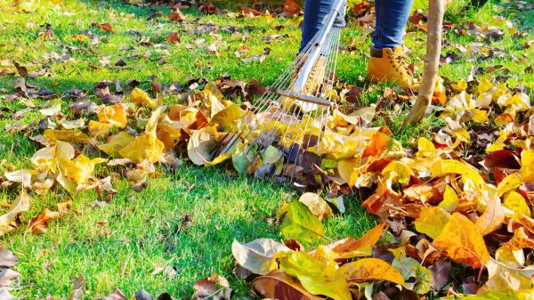 Lawn Cleanup Service in Ventura