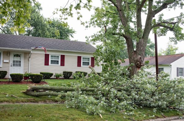 Fallen Branch Removal in Ventura