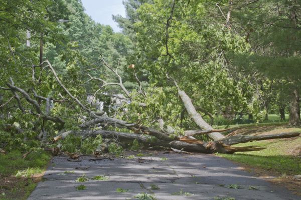 Tree Debris Removal in Ventura